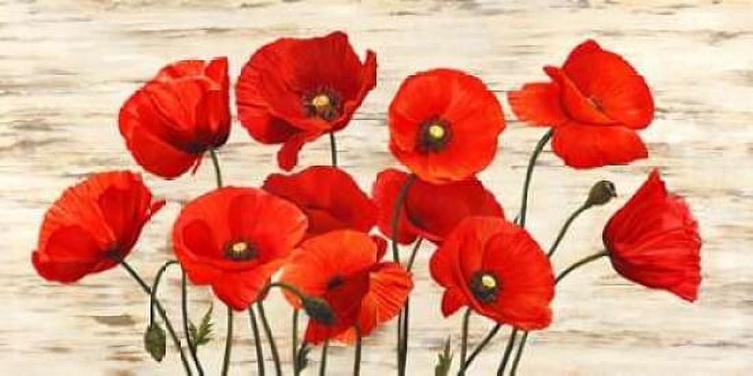 French Poppies Canvas Art - Serena Biffi (10 x 20)