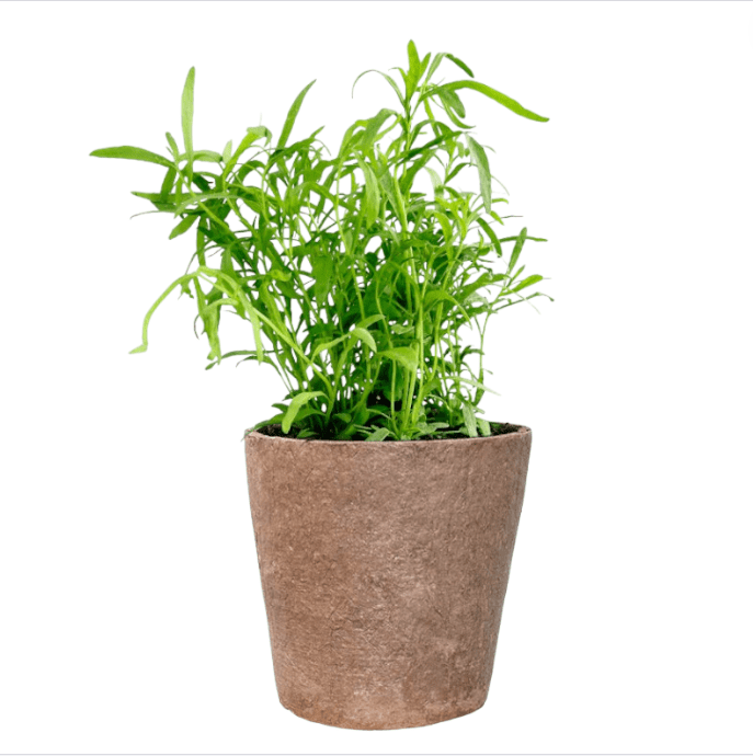 olivenbaum kaufen klein Mini Olivenbusch "Olaf"
