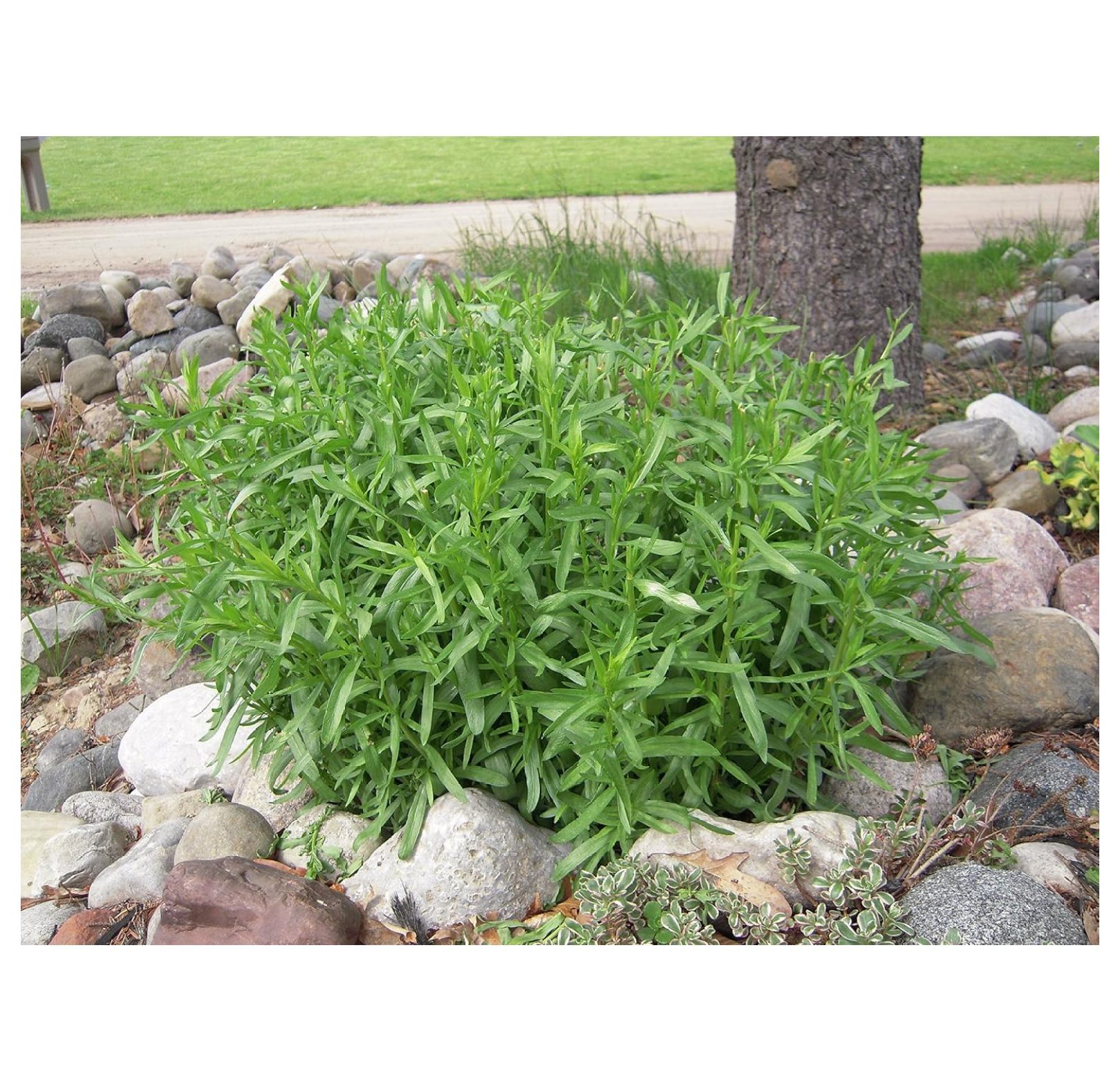 French Tarragon Plants Two (2) Live Plants NonGMO Not Seeds Each 4" to 8" Tall in 4