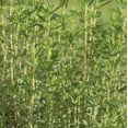 thumbnail image 1 of French Thyme Certified Organic Herb 10- 3.5 inch pots, 1 of 5