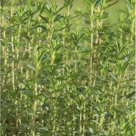 French Thyme Certified Organic Herb 10- 3.5 inch pots
