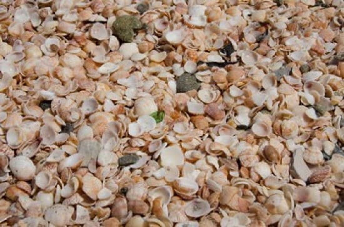 French West Indies Shell Beach Detail of shell covered beach Canvas Art - Cindy Miller Hopkins DanitaDelimont (25 x 17)
