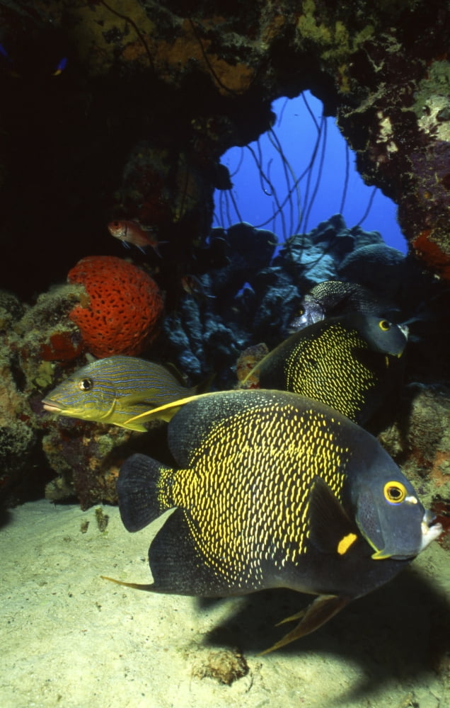 French angelfish Bonaire Netherlands Antilles Canvas Art - Beverly FactorStocktrek Images (23 x 35)