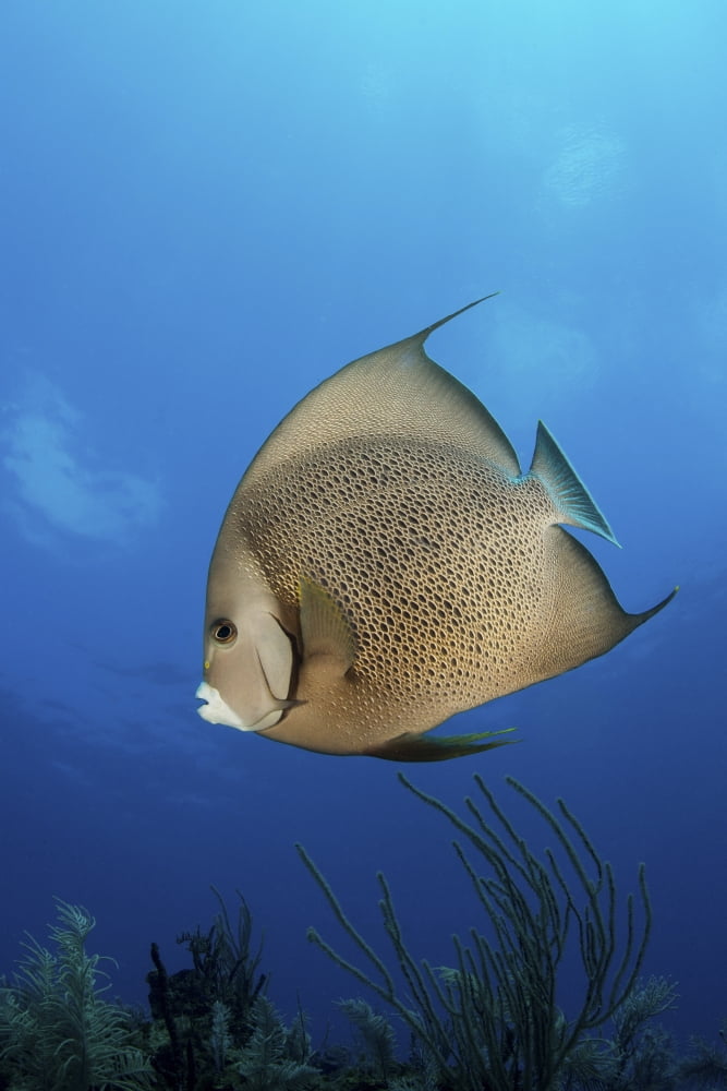 French angelfish Jardines De La Reina Cuba Canvas Art - Mathieu MeurStocktrek Images (23 x 34)