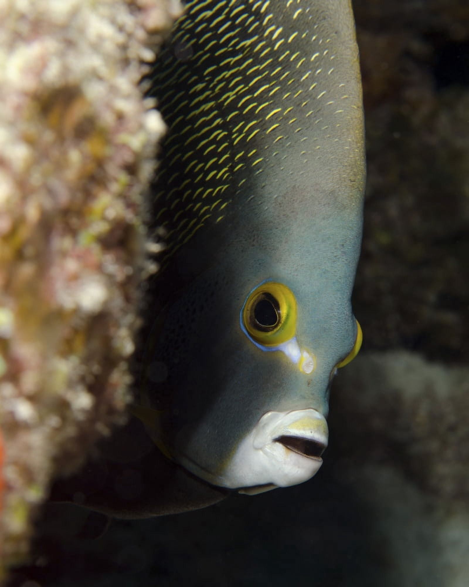 French angelfish West Palm Beach Florida Canvas Art - Brent BarnesStocktrek Images (25 x 31)
