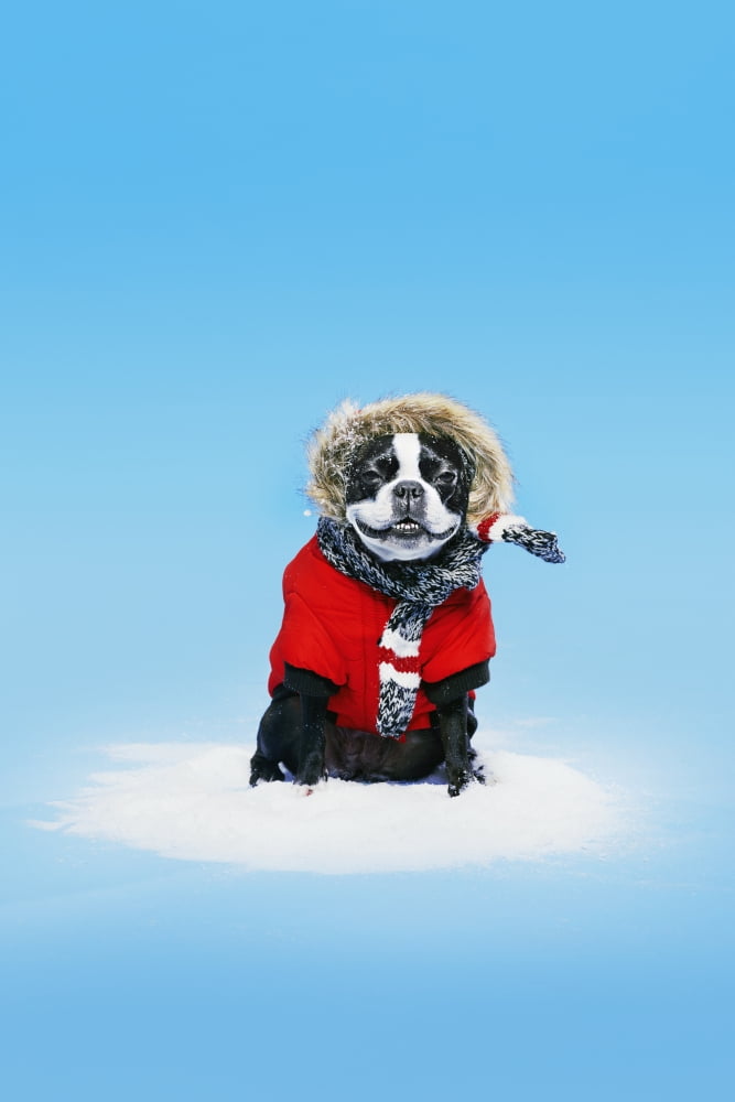 French bull terrier wearing jacket on blue background Toronto Ontario Canada Canvas Art - Daniel Ehrenworth Design Pics (24 x 38)