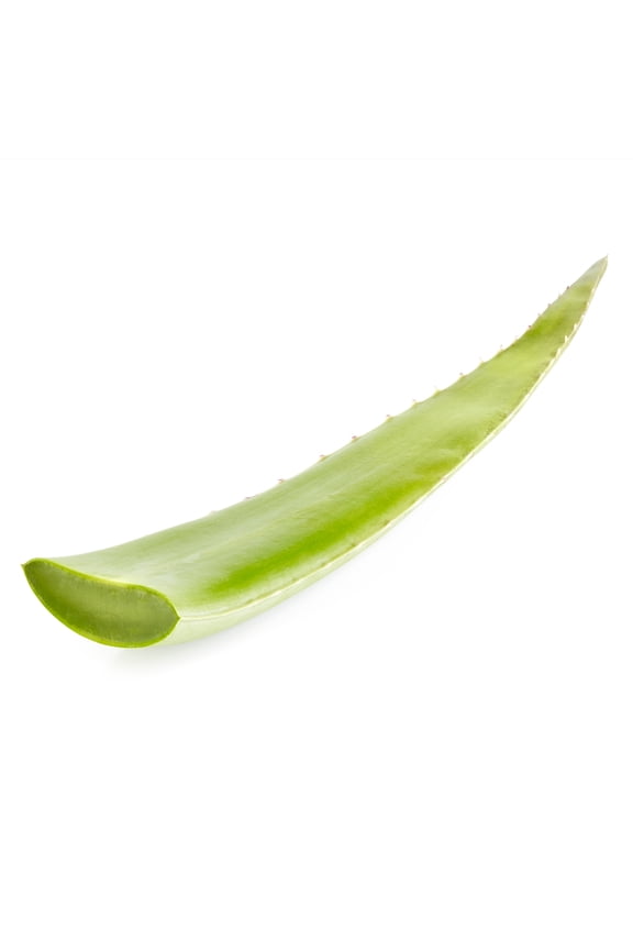 Fresh Aloe Leaf, Each