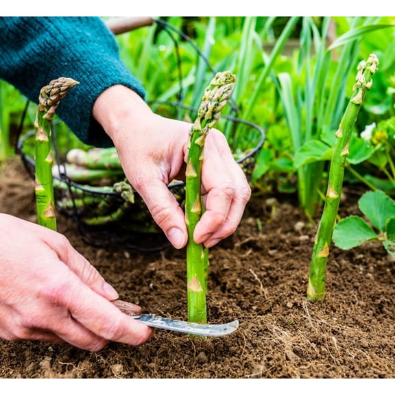 Fresh Asparagus Bare Root Live Plants (20 Count), 2yr Crowns