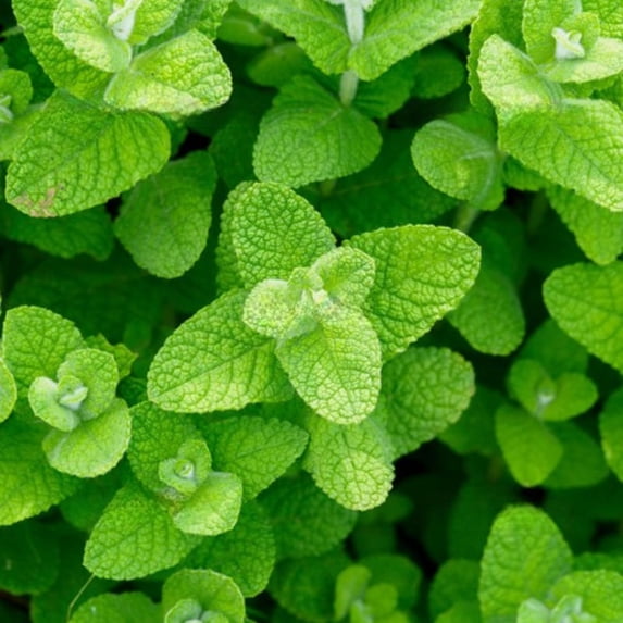 Fresh Assorted Mint Live Plant in 3.5 Inch Pot, Mint Herb Live Plant for Indoor Outdoor Growing, Spring Planting