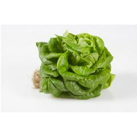 Fresh Bibb Lettuce, 1 Each