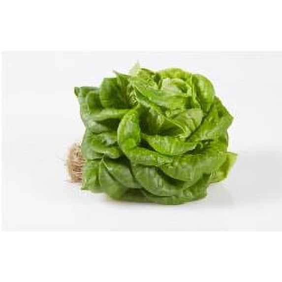 Fresh Bibb Lettuce, 1 Each