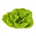 Fresh Butter Lettuce, Each