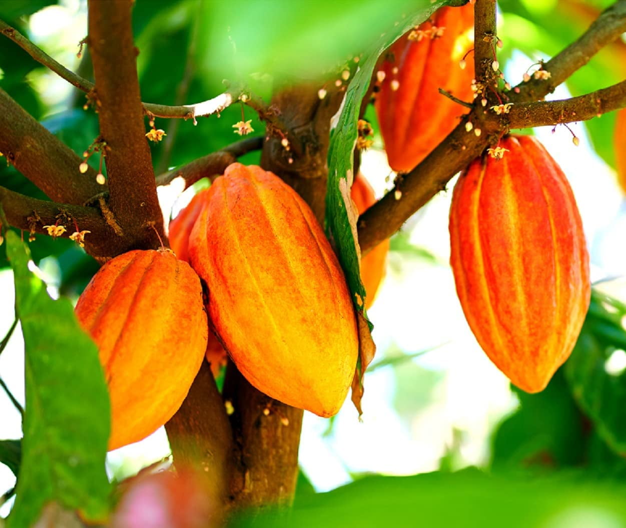 fertilizer plant food Romeo Plant Food- Excellent For Citrus in Pots