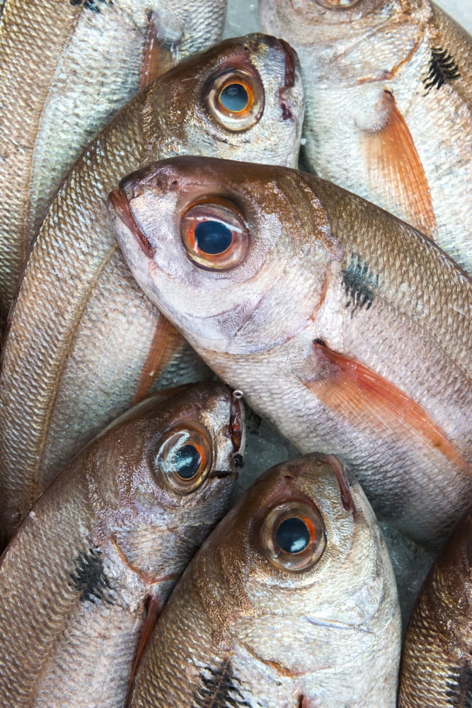 Fresh Caught Fish Tarifa Cadiz Andalusia Spain Canvas Art - Ben Welsh Design Pics (12 x 19)