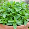 thumbnail image 1 of Fresh Common Mint Live Plant in 3.5 Inch Pot, Mint Herb Live Plant for Indoor Outdoor Growing, Spring Planting, 1 of 5