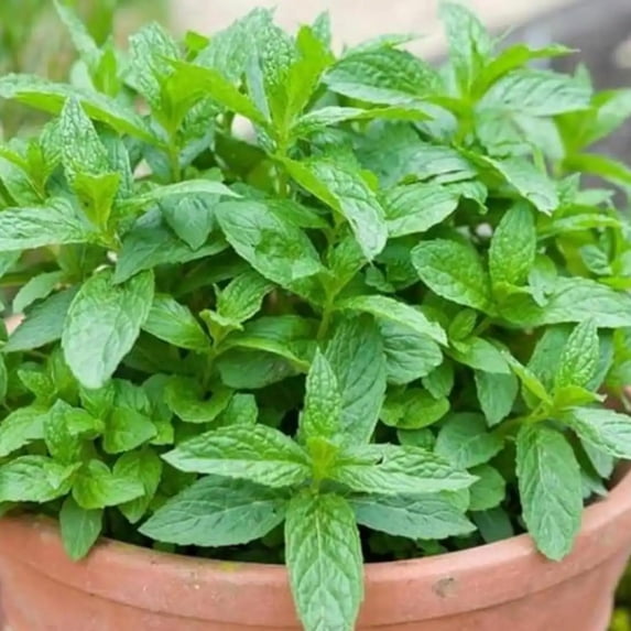 Fresh Common Mint Live Plant in 3.5 Inch Pot, Mint Herb Live Plant for Indoor Outdoor Growing, Spring Planting