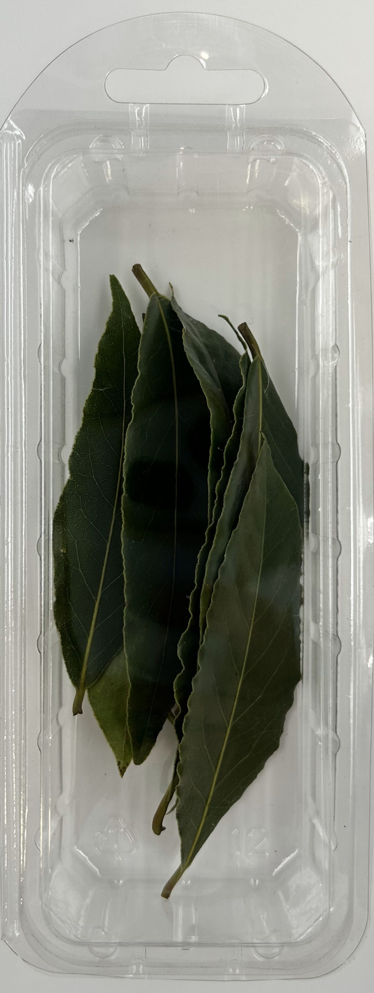 Fresh Cut Bay Leaves