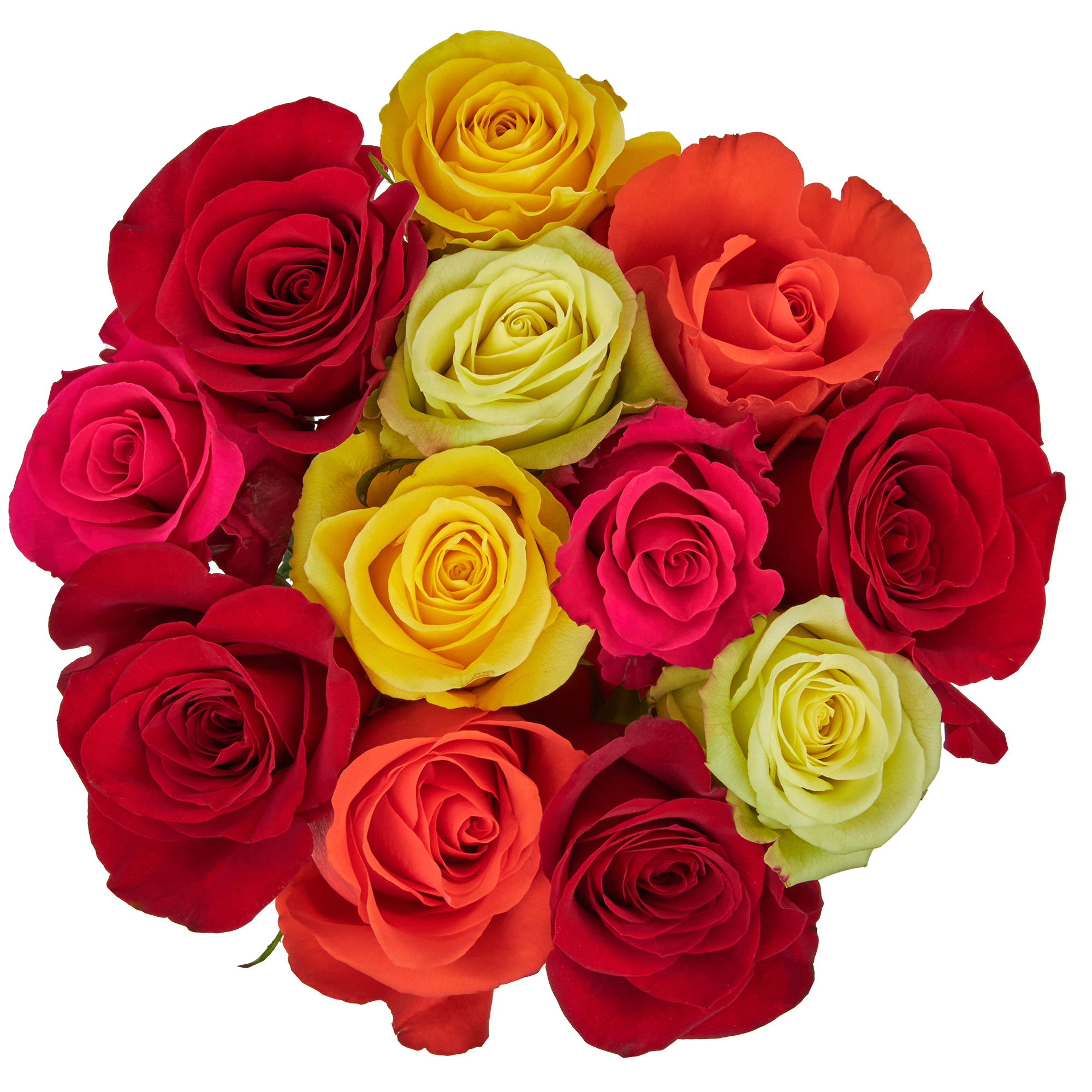 Fresh-Cut Dozen Roses, 12 Stems Assorted Rainbow Colors, Colors Vary - image 1 of 10