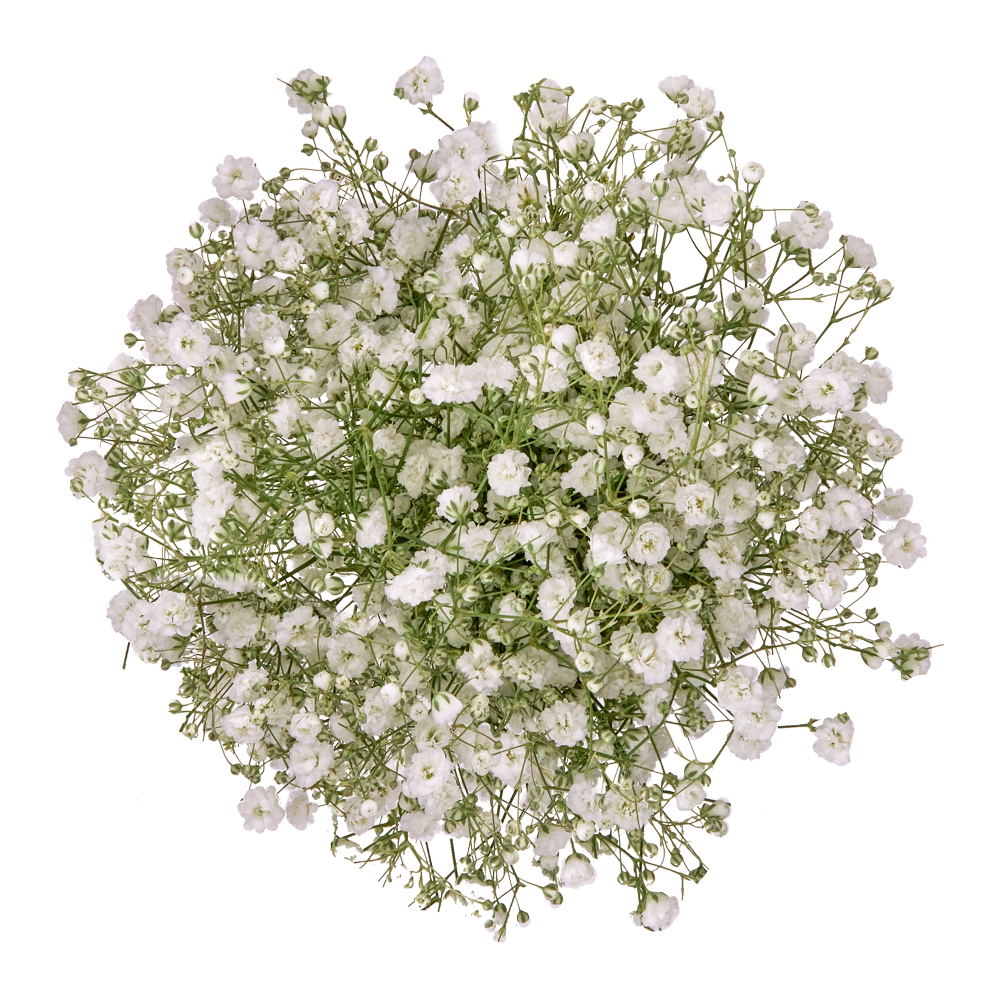 Fresh-Cut Gypsophila (Baby's breath) Flower Bunch, Minimum of 4