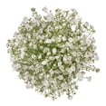 thumbnail image 1 of Baby's Breath (Gypsophila) Flower Bunch Small, 1 of 20
