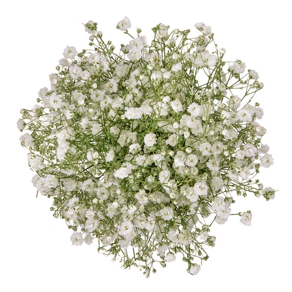 Baby's Breath (Gypsophila) Flower Bunch Small