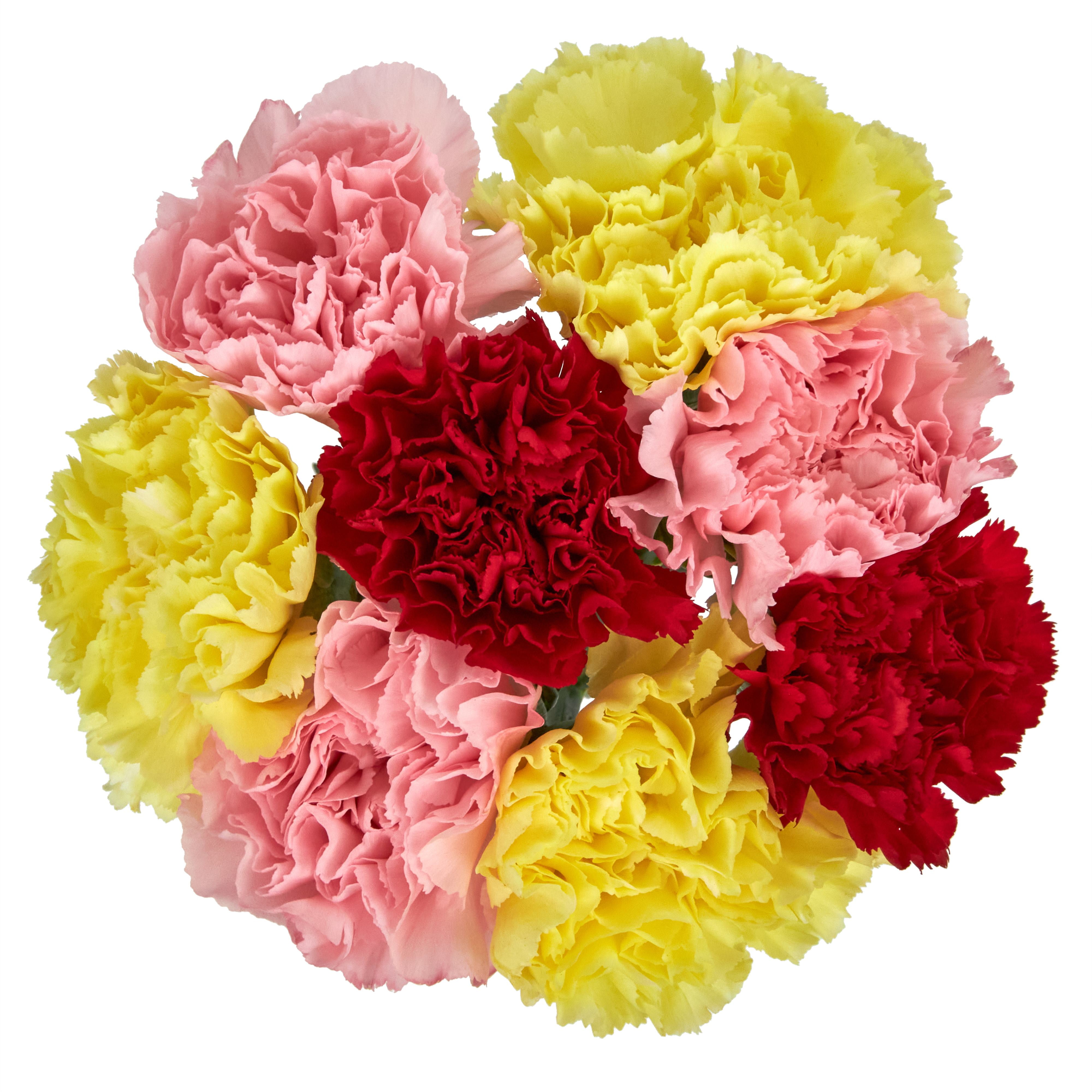 Fresh Cut Rainbow Carnations Colors Vary