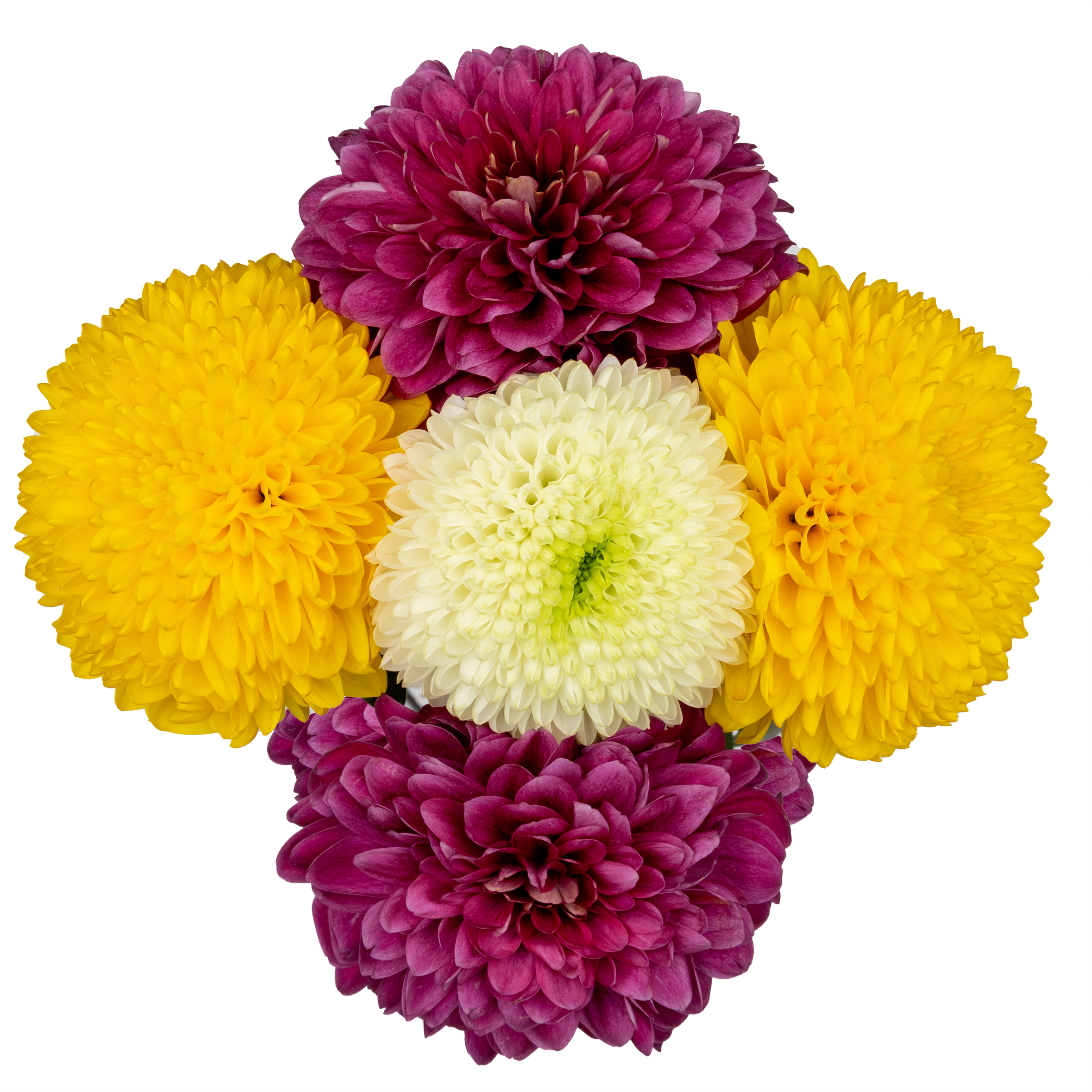 Fresh-Cut Snowball Mums Flower Bunch, 5 Stems, Colors Vary