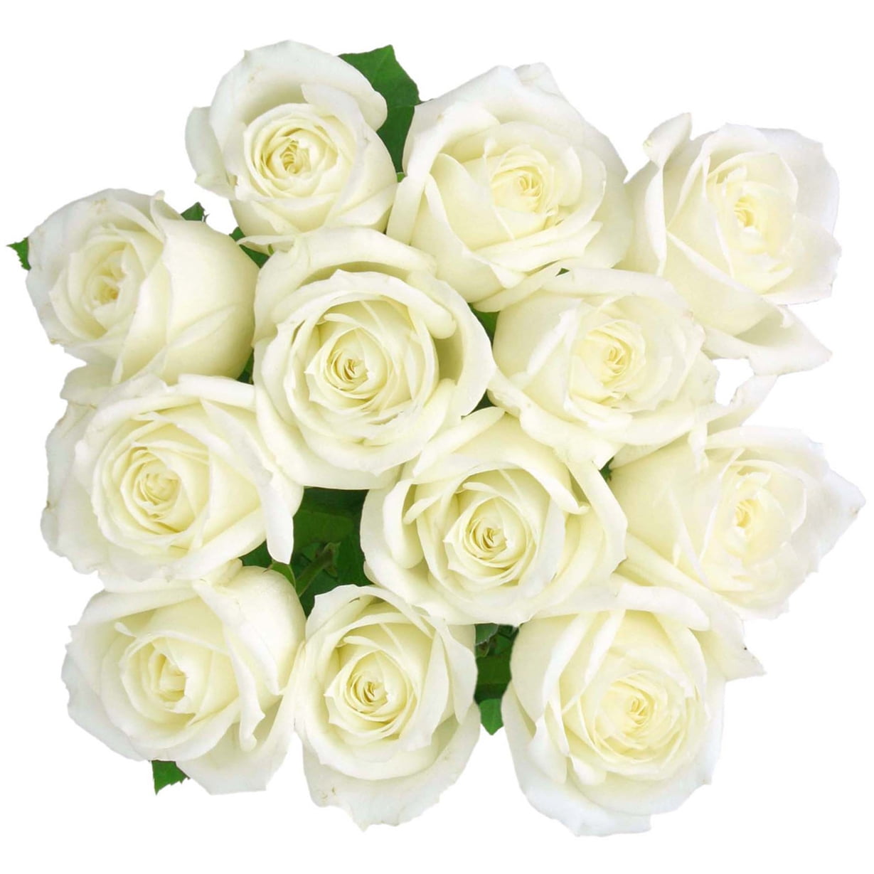 Greenchoice Flowers | 24 White Roses Fresh Cut Flowers | Fresh Bulk Flowers  | Birthday Flowers | (2 Dozen) - 20 inch Long Stem Flower Cut Direct from