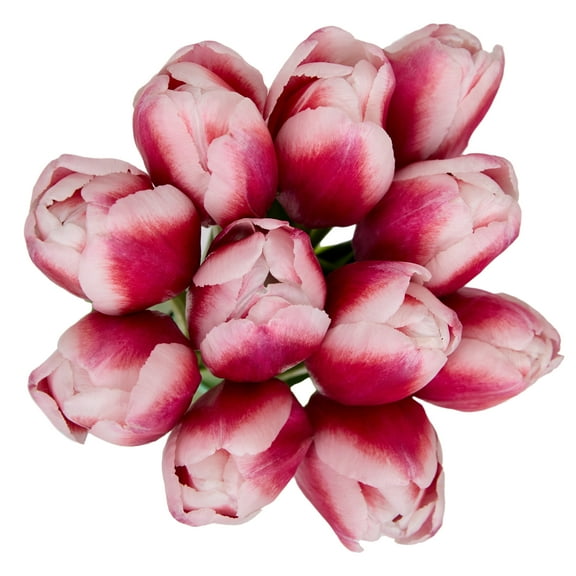 Tulips Flower Bunch Medium, Colors May Vary