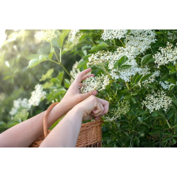 Fresh Elderberry Cuttings to Grow - Easy to Grow (2 Cuttings)