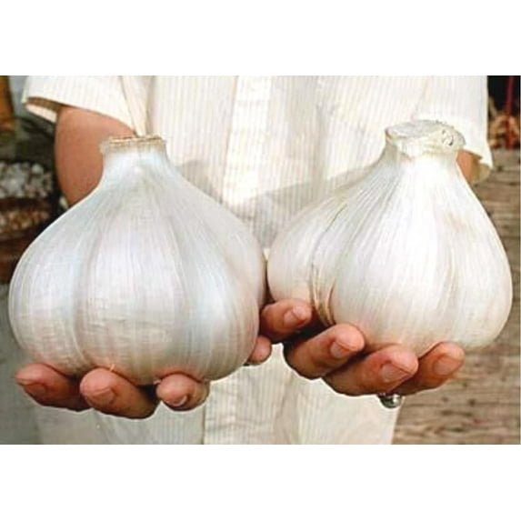 Fresh Elephant Garlic Cloves for Planting - Easy to Grow Your Own Food (20 Cloves)
