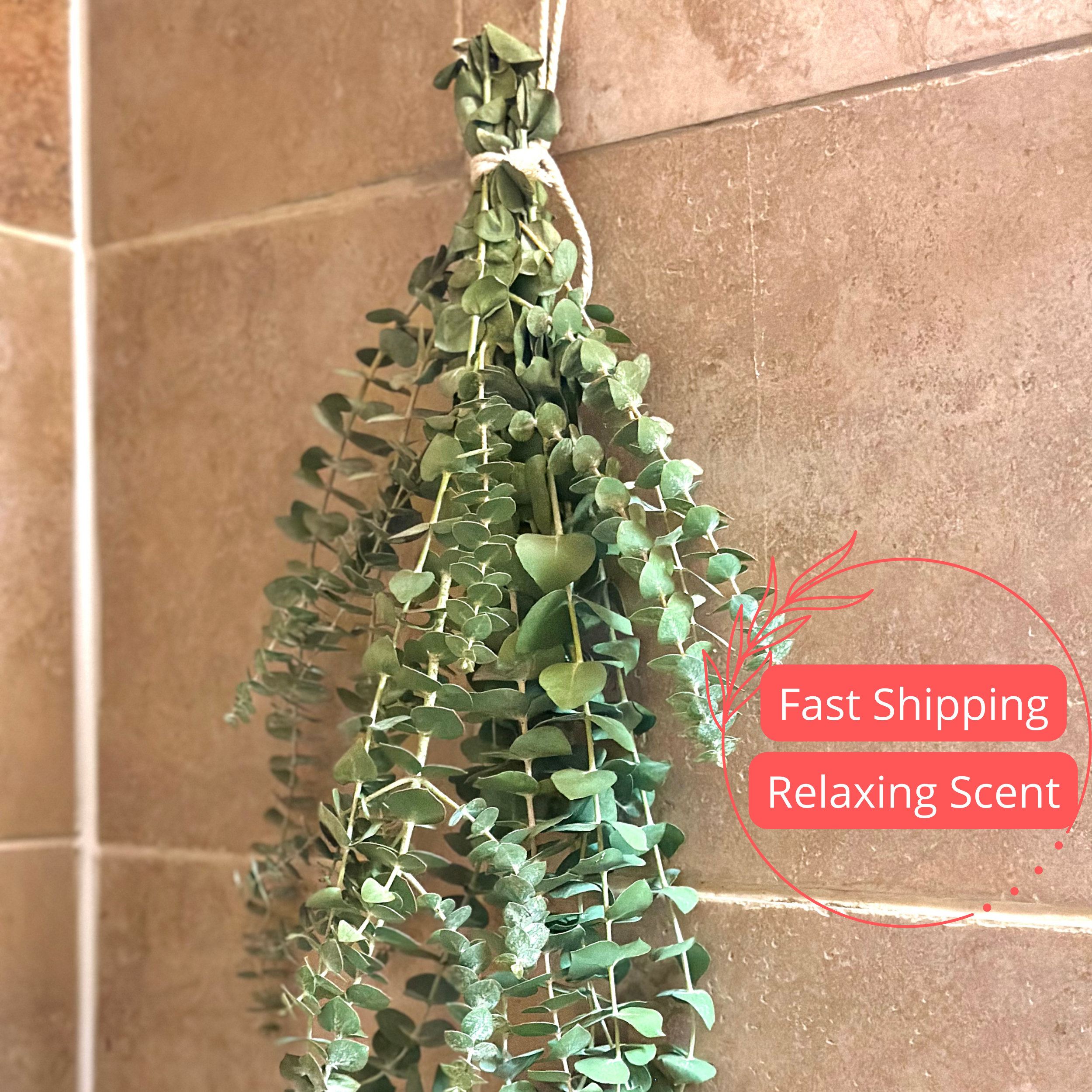 Fresh Eucalyptus Shower Bundle | Eucalyptus Plant | Fresh Eucalyptus ...