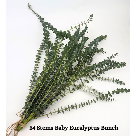 Fresh Fragrant California Eucalyptus Bouquet 24 Stems Scented