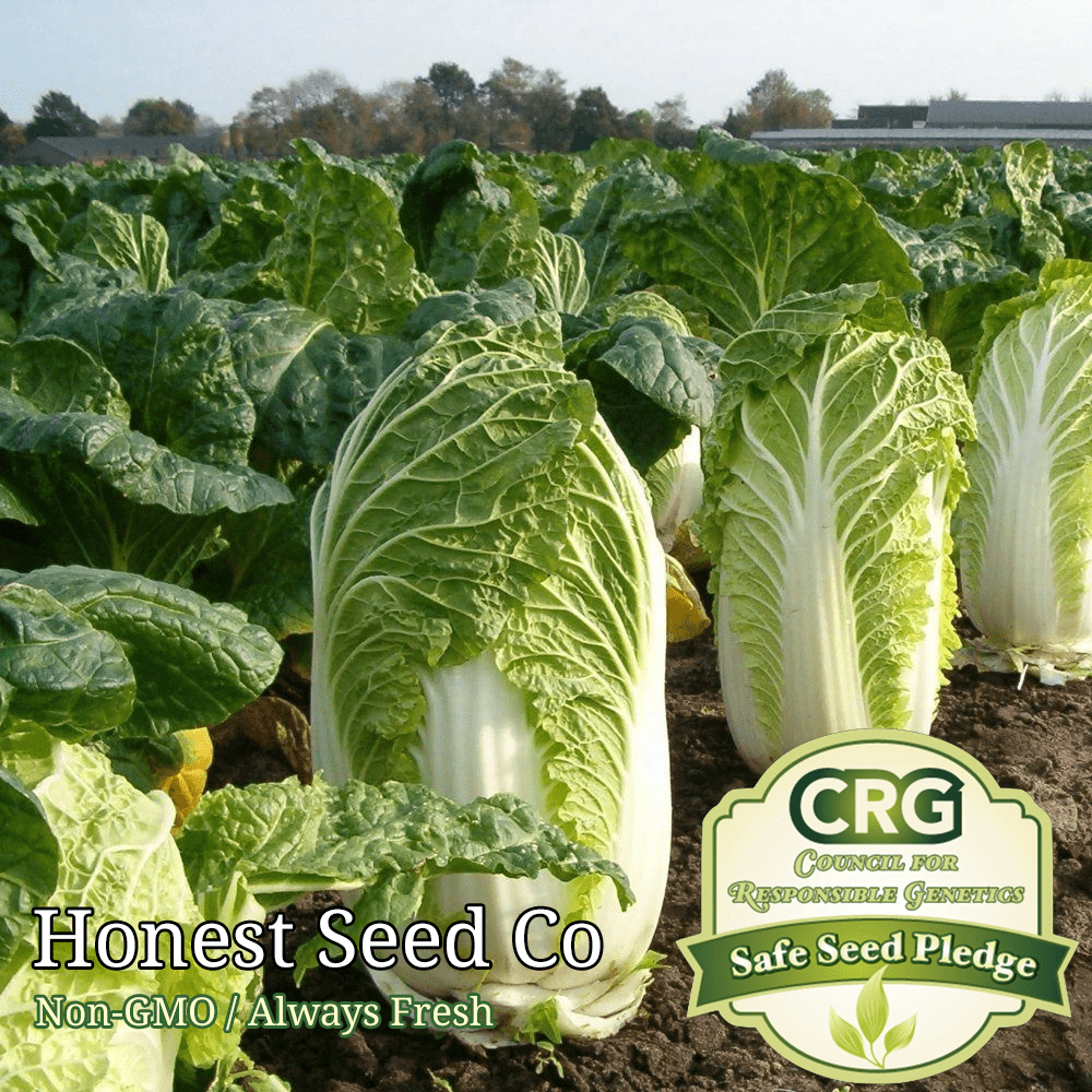 Fresh Garden Seeds Napa Cabbage Seeds High Germination 600+ Seeds