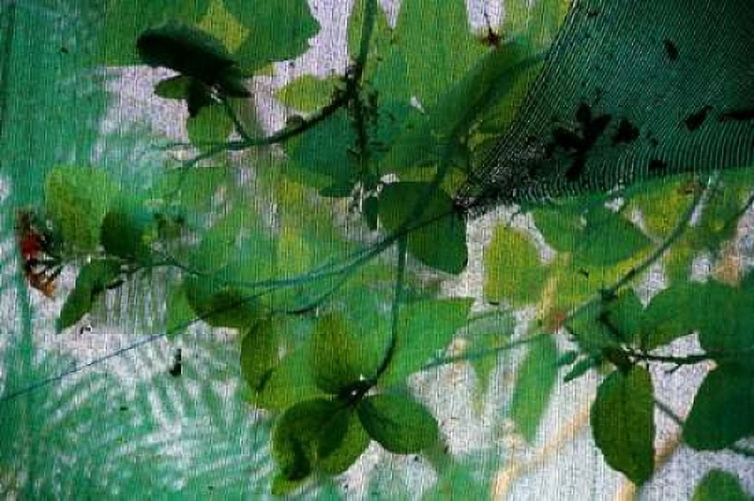 Fresh Green 2 Canvas Art - Michel Rauscher (20 x 28)