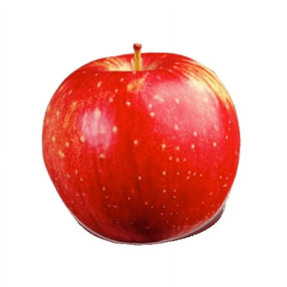 Fresh Haralson Apple, Each