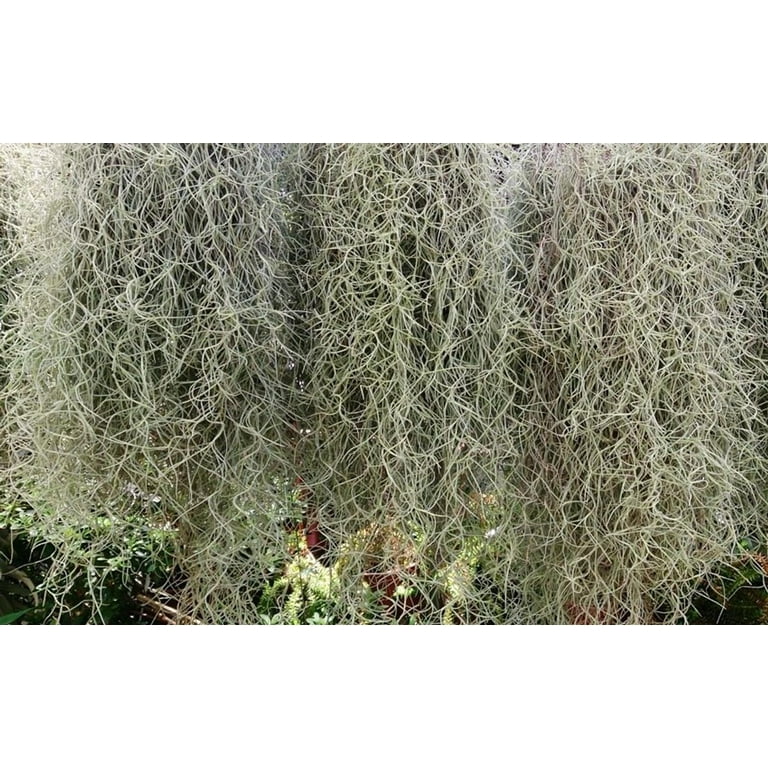 Wholesale Live Air Plant - Tillandsia usneoides, (Spanish Moss) for your  store - Faire