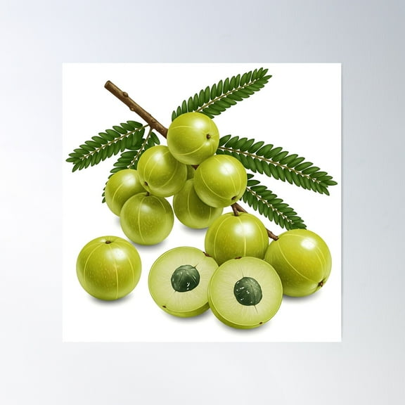 Fresh Indian Gooseberries (Amla) On A Branch With Feathery Leaves Poster Wall Art, Modern Wall Decor For Living Room Bedroom, 24x24 UNFRAMED