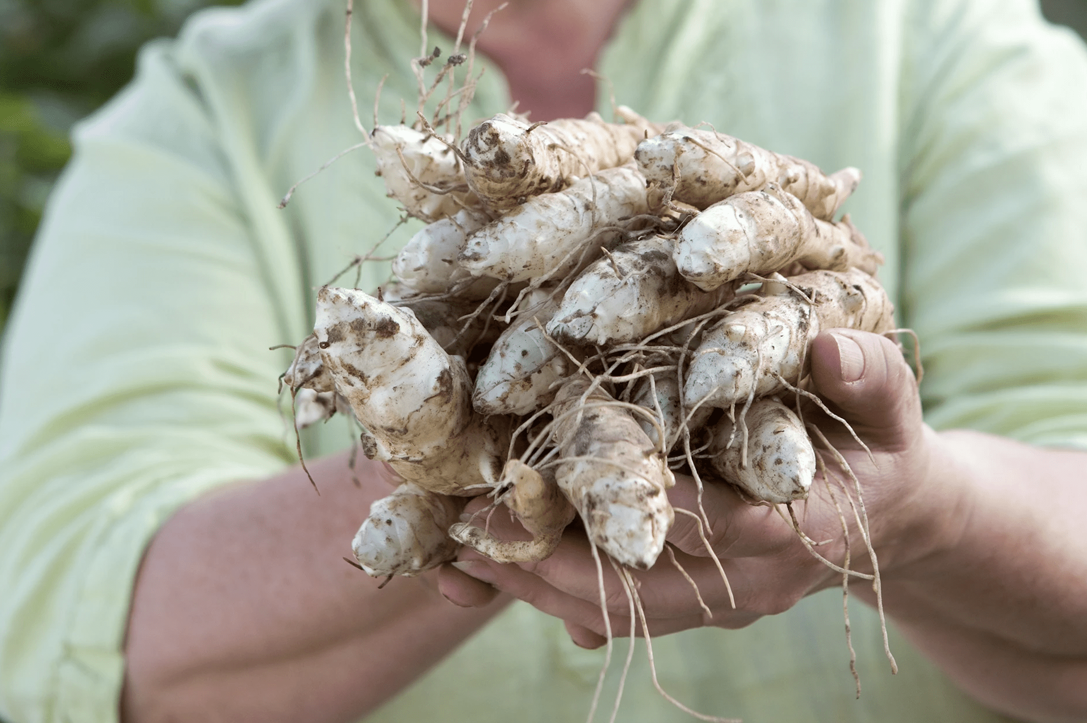 Fresh Jerusalem Artichoke Sunchoke Rhizomes, 4 Pounds, Greenhouse PCA