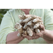 Fresh Jerusalem Artichoke Sunchoke Rhizomes, 4 Pounds, Greenhouse PCA