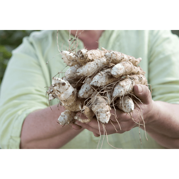 Fresh Jerusalem Artichoke Sunchoke Rhizomes, 4 Pounds, Greenhouse PCA
