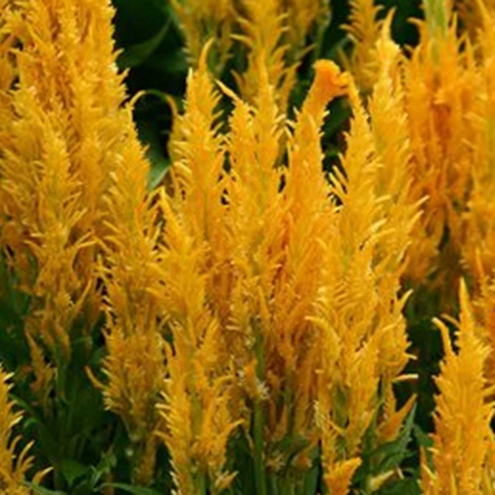 Fresh Look Plumed Celosia Seeds - 1000 Seeds - Gold - Annual Flower Gardening Seeds - Celosia plumosa