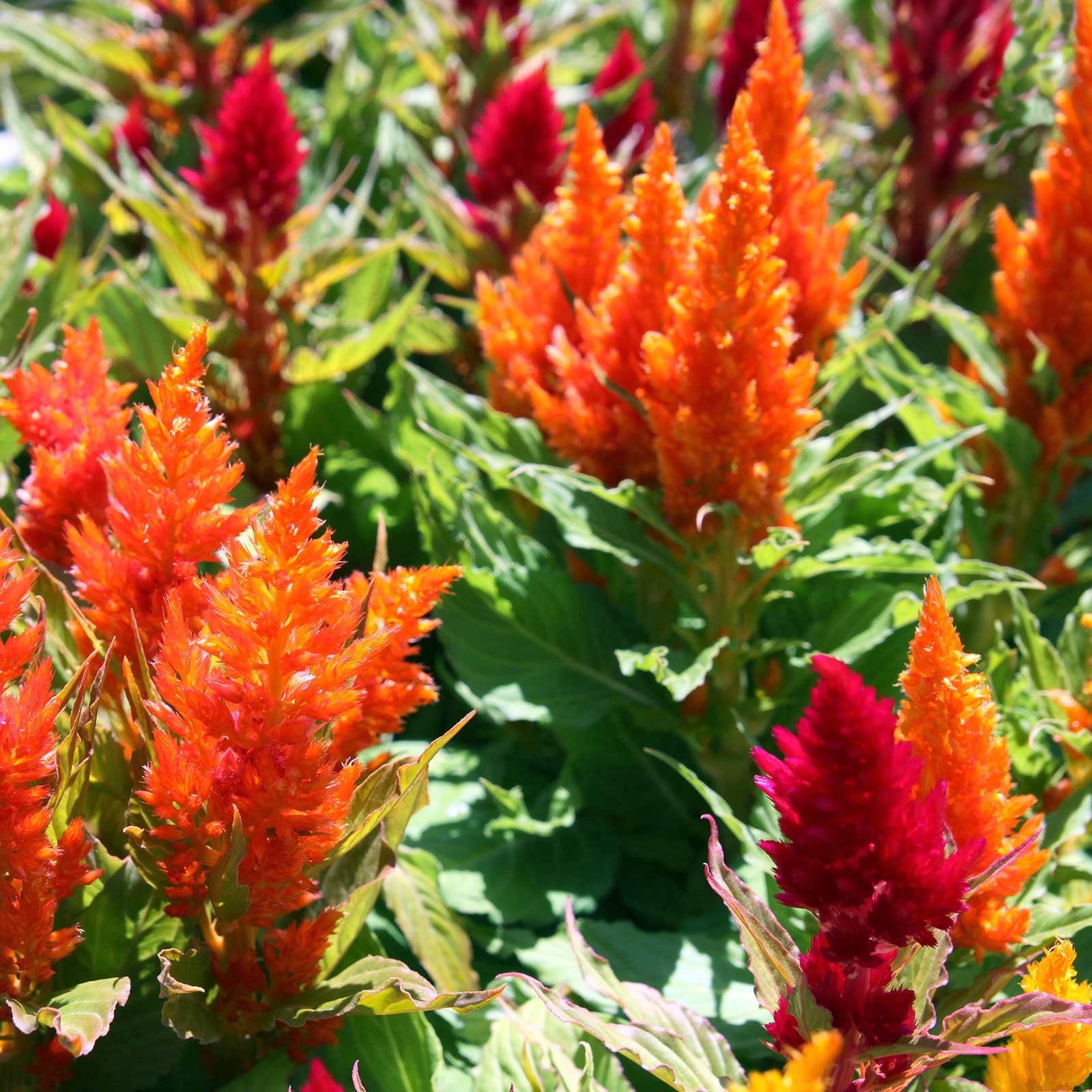Fresh Look Plumed Celosia Seeds - 1000 Seeds - Multi Color Mix - Annual Flower Gardening Seeds - Celosia plumosa