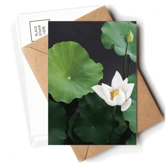 Fresh Lotus   Picture Nature Postcards Envelopes Blank Note Cards Mailing