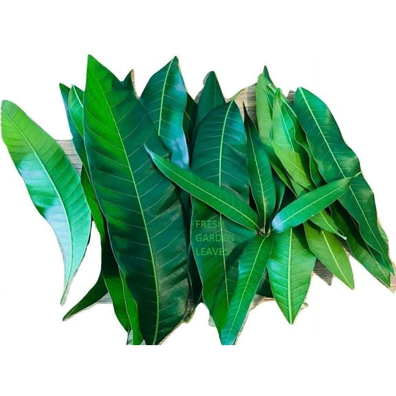 Fresh Mango Leaves Organic All Natural, No Pesticide, No Chemicals from South Florida (25 leaves)