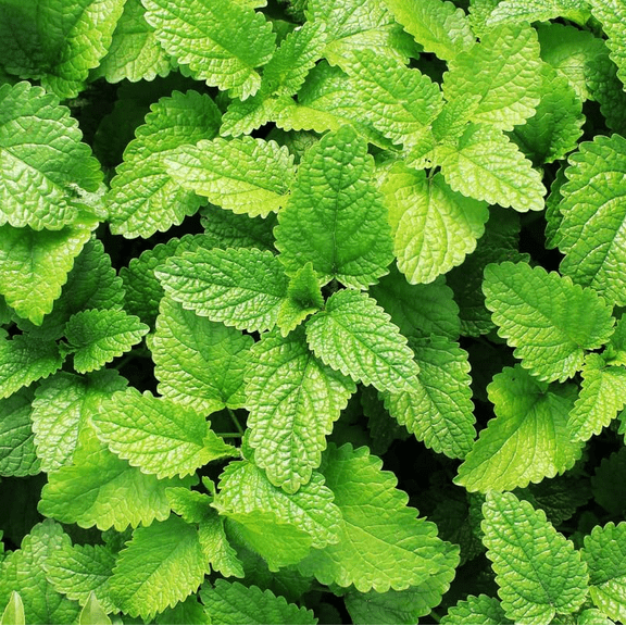 Fresh Mint Plants for Indoors Outdoors, Mint Plant Pot, Spearmint, 4 Inch Pot