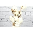 thumbnail image 1 of Real Touch Flowers - Fresh & Natural Cotton Flower - 1 Bunch (5 Stems), 1 of 2