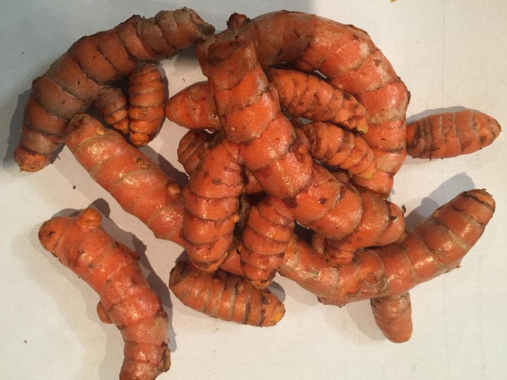 Fresh Organic Turmeric Root 5 Lb Whole Raw Root by Fijian Spice