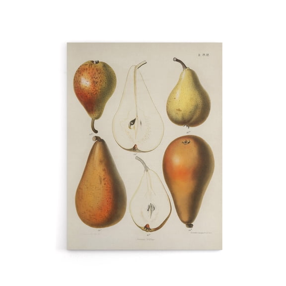 Fresh Pears Halved Fruit Berghuis Vintage Canvas Wall Art 24X32"