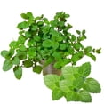 thumbnail image 1 of Fresh Peppermint Live Plant in 3.5 Inch Pot, Mint Herb Live Plant for Indoor Outdoor Growing, Spring Planting, 1 of 6